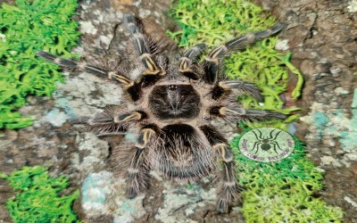 grammostola pulchripes Mature male tarantula